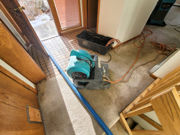 Best Mold removal after water damage  in Crystal Springs, MS